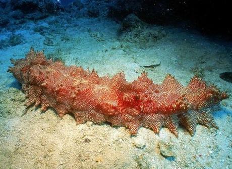 Top 10 Weird and Unusual Sea Cucumbers