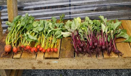 yellow and red beetroot thinnings - 'growourown.blogspot.com' ~ an allotment blog