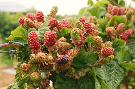 Blackberries ripening - 'growourown.blogspot.com' ~ an allotment blog