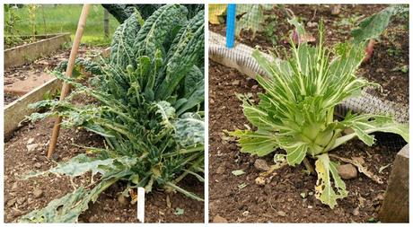 sad Kale and Pak Choi - 'growourown.blogspot.com' ~ an allotment blog