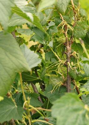 blackcurrants, gone - 'growourown.blogspot.com' ~ an allotment blog