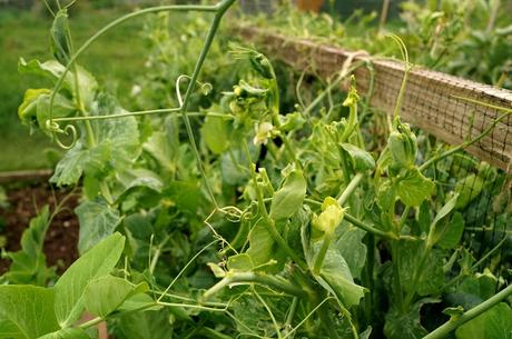 mangetout - 'growourown.blogspot.com' ~ an allotment blog