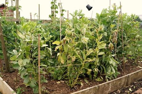 broad beans - 'growourown.blogspot.com' ~ an allotment blog