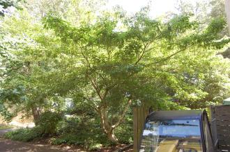 Acer cissifolium (18/07/2015, Kew Gardens, London)