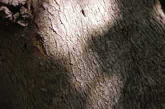 Acer cissifolium Bark (18/07/2015, Kew Gardens, London)