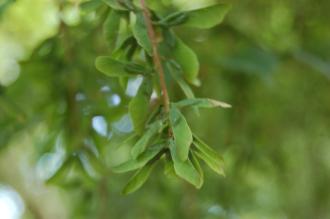 Acer cissifolium Fruit (18/07/2015, Kew Gardens, London)