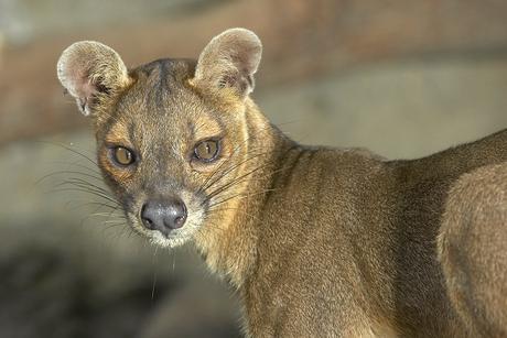 Fossa