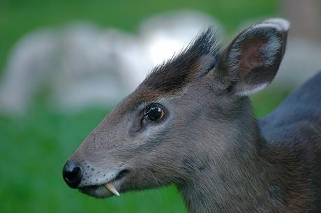 Tufted deer