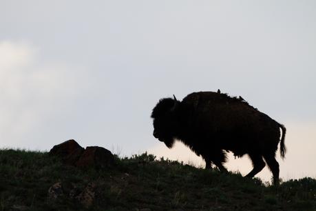 Huge Bison