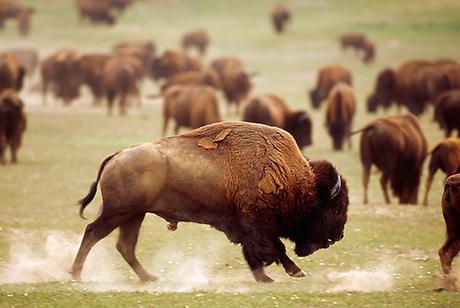 Huge Bison