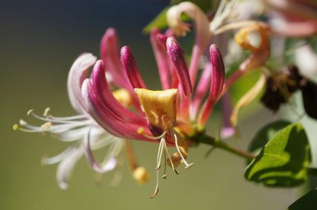 VanDusen-botanical-garden