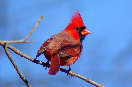 male-northern-cardinal