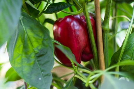How to Use Coffee Grounds in Your Garden for peppers