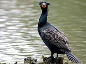 Killing Cormorants: Study Finding Culling Have Impact Ignored, Audubon Society Says