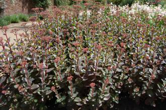 Sedum telephium 'Matrona' (17/07/2015, Kew Gardens, London)