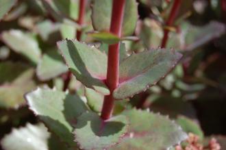 Sedum telephium 'Matrona' Leaf and Stem (17/07/2015, Kew Gardens, London)