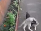 Carries Stubborn Home