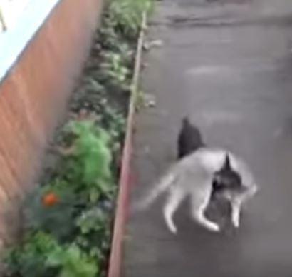 Chihuahua carries cat home