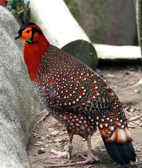 Western Tragopan (Tragopan melanocephalus)