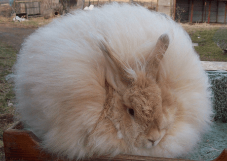 The Angora rabbit