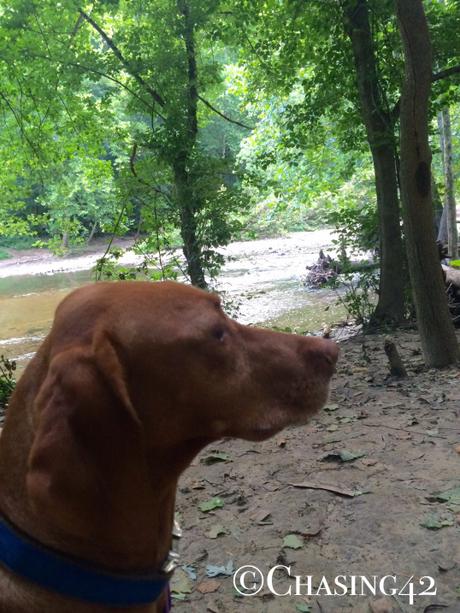 Looper enjoyed the river almost as much as I did! 