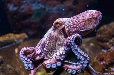 Decoded octopus genome reveals secrets to complex intelligence
