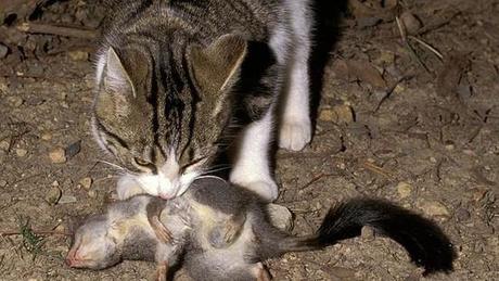 CSI (and a Poison Pill) for Cats that Kill