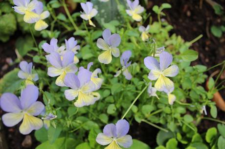 GBBD August 2015 IMG_2098