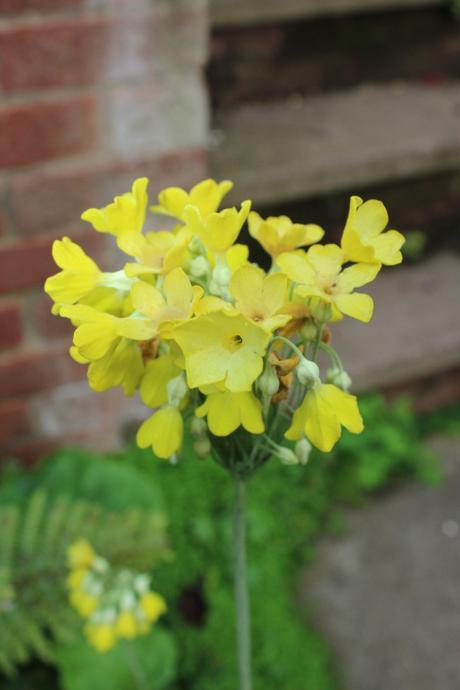 GBBD August 2015 IMG_2086