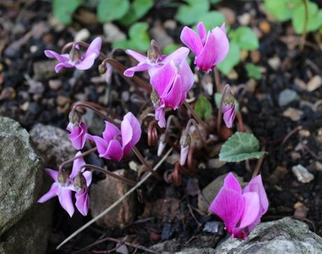 GBBD August 2015 IMG_2107 (2)