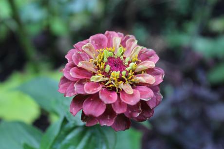 GBBD August 2015 IMG_2092