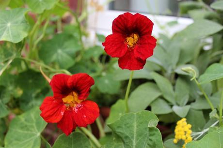 GBBD August 2015 IMG_2085