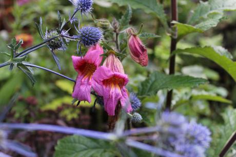 GBBD August 2015 IMG_2097