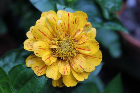 GBBD August 2015 IMG_2109