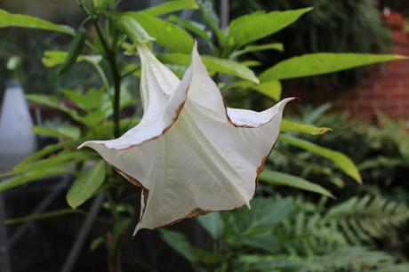 GBBD August 2015 IMG_2084