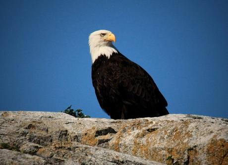 Bald eagle1