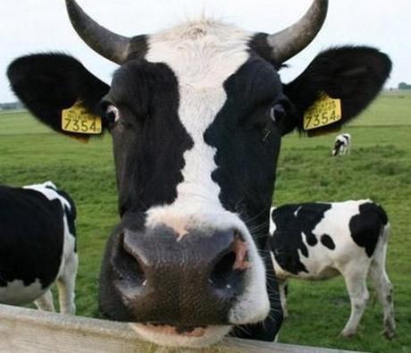 Top 10 Cows with Unusual Fur Markings