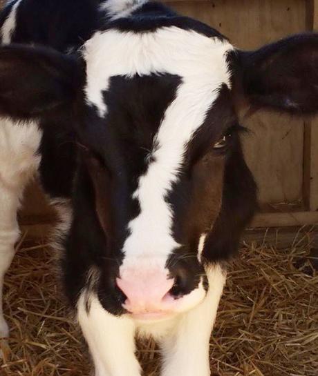 Top 10 Cows with Unusual Fur Markings