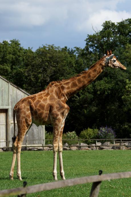 Hello Freckles Sunday Summary Flamingo Land Giraffe