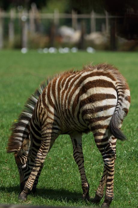 Hello Freckles Sunday Summary Flamingo Land Baby Zebra