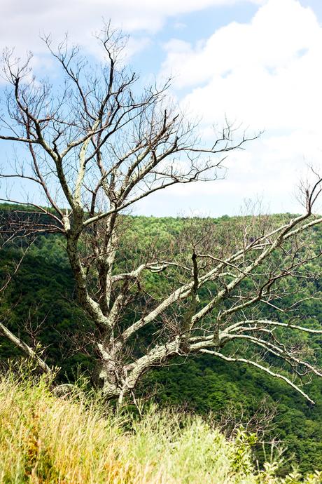 Shenandoah National Park // Cross-Country Road Trip Pt. 3