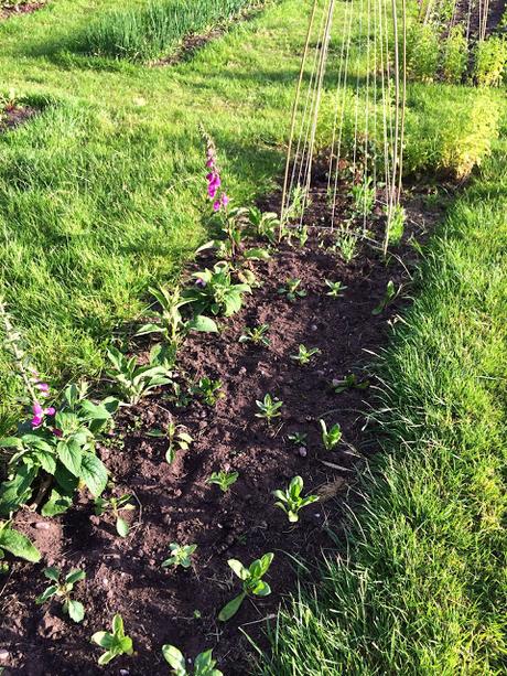 Growing Dahlias from seed