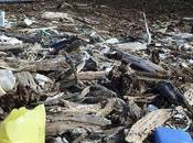 What Free Planet Needs Now, Love Sweet Love!