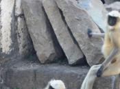 DAILY PHOTO: Gray Langurs Sittin’ Around
