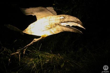 Riverfest Elora 2015