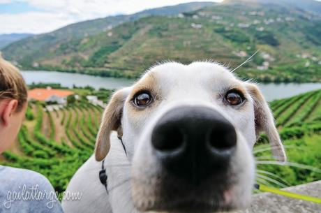 Ice the Dog in the Douro Valley