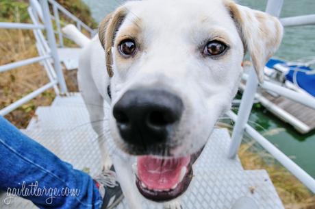 Ice the Dog in the Douro Valley