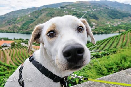 Ice the Dog in the Douro Valley