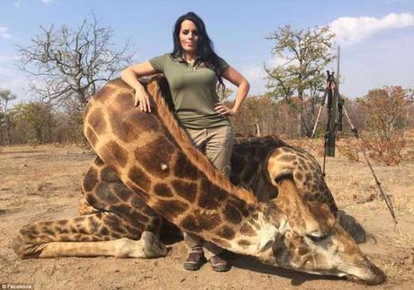 Giraffes are dangerous ..... Canned Hunting - how gruesome is sport ?