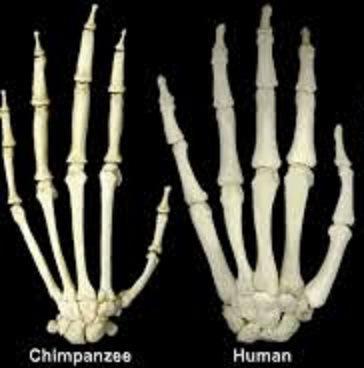 chimpanzee hand compared to human